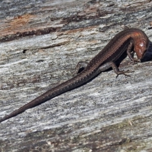 Lampropholis guichenoti at Cotter River, ACT - 9 Mar 2018