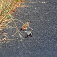 Stagonopleura guttata at Paddys River, ACT - 9 Mar 2018