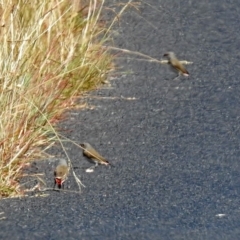 Stagonopleura guttata at Paddys River, ACT - 9 Mar 2018