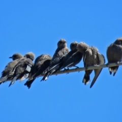 Artamus cyanopterus cyanopterus (Dusky Woodswallow) at Paddys River, ACT - 9 Mar 2018 by RodDeb