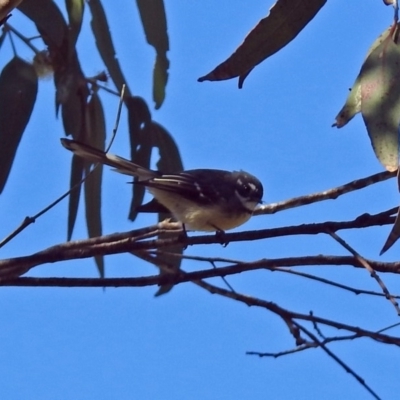 Rhipidura albiscapa (Grey Fantail) at Paddys River, ACT - 9 Mar 2018 by RodDeb