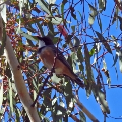 Pachycephala rufiventris (Rufous Whistler) at Paddys River, ACT - 9 Mar 2018 by RodDeb