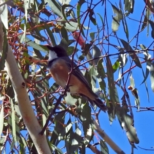 Pachycephala rufiventris at Paddys River, ACT - 9 Mar 2018