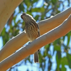 Pachycephala rufiventris at Paddys River, ACT - 9 Mar 2018