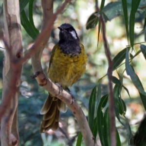 Nesoptilotis leucotis at Paddys River, ACT - 9 Mar 2018 11:18 AM