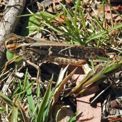 Gastrimargus musicus (Yellow-winged Locust or Grasshopper) at Paddys River, ACT - 9 Mar 2018 by RodDeb