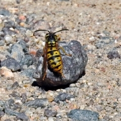 Vespula germanica (European wasp) at Paddys River, ACT - 9 Mar 2018 by RodDeb