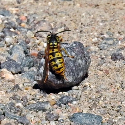 Vespula germanica (European wasp) at Paddys River, ACT - 9 Mar 2018 by RodDeb