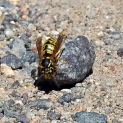 Vespula germanica at Paddys River, ACT - 9 Mar 2018 11:53 AM