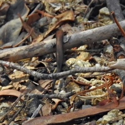 Lampropholis delicata (Delicate Skink) at Gibraltar Pines - 9 Mar 2018 by RodDeb