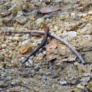 Lampropholis delicata at Paddys River, ACT - 9 Mar 2018