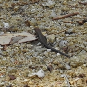 Lampropholis delicata at Paddys River, ACT - 9 Mar 2018