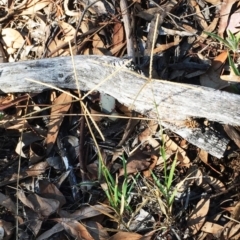 Cynodon dactylon (Couch Grass) at Hughes Garran Woodland - 10 Mar 2018 by ruthkerruish