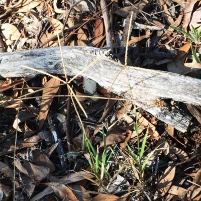 Cynodon dactylon (Couch Grass) at Hughes, ACT - 11 Mar 2018 by ruthkerruish