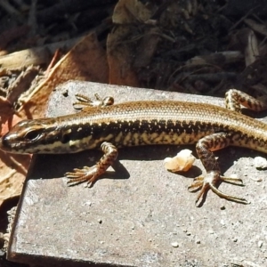 Eulamprus heatwolei at Paddys River, ACT - 9 Mar 2018 11:57 AM