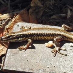 Eulamprus heatwolei (Yellow-bellied Water Skink) at Paddys River, ACT - 9 Mar 2018 by RodDeb