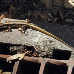 Eulamprus heatwolei at Paddys River, ACT - 9 Mar 2018 11:57 AM