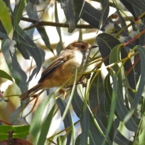 Acanthiza pusilla at Paddys River, ACT - 9 Mar 2018