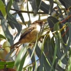 Acanthiza pusilla (Brown Thornbill) at Paddys River, ACT - 9 Mar 2018 by RodDeb