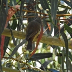 Acanthiza pusilla at Paddys River, ACT - 9 Mar 2018 03:48 PM