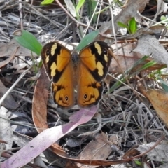 Heteronympha merope (Common Brown Butterfly) at Tidbinbilla Nature Reserve - 9 Mar 2018 by RodDeb