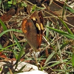 Heteronympha merope at Paddys River, ACT - 9 Mar 2018 02:53 PM