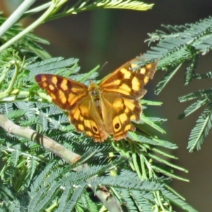 Heteronympha paradelpha at Paddys River, ACT - 9 Mar 2018