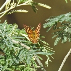 Heteronympha paradelpha at Paddys River, ACT - 9 Mar 2018