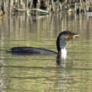 Microcarbo melanoleucos at Paddys River, ACT - 9 Mar 2018