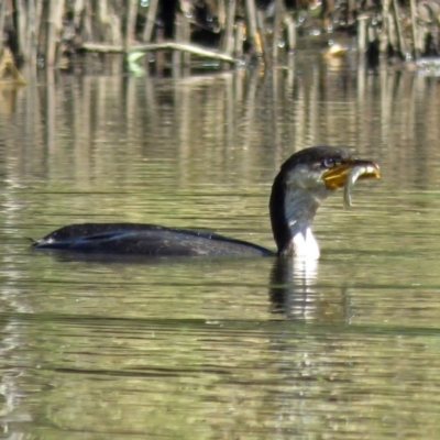 Microcarbo melanoleucos (Little Pied Cormorant) at Tidbinbilla Nature Reserve - 9 Mar 2018 by RodDeb