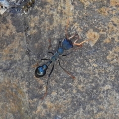 Myrmecia tarsata (Bull ant or Bulldog ant) at Paddys River, ACT - 9 Mar 2018 by RodDeb