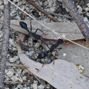 Myrmecia tarsata at Paddys River, ACT - 9 Mar 2018