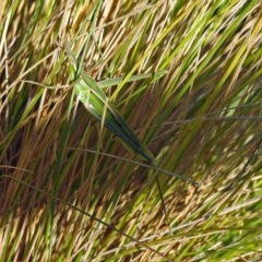 Acrida conica (Giant green slantface) at Paddys River, ACT - 9 Mar 2018 by RodDeb