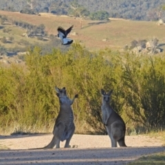 Macropus giganteus (Eastern Grey Kangaroo) at Tidbinbilla Nature Reserve - 9 Mar 2018 by RodDeb