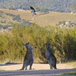 Macropus giganteus at Paddys River, ACT - 9 Mar 2018