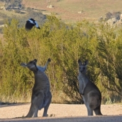 Macropus giganteus at Paddys River, ACT - 9 Mar 2018