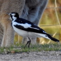 Grallina cyanoleuca (Magpie-lark) at Tidbinbilla Nature Reserve - 9 Mar 2018 by RodDeb