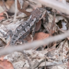 Rankinia diemensis (Mountain Dragon) at Cotter River, ACT - 6 Feb 2018 by SWishart