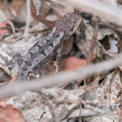 Rankinia diemensis (Mountain Dragon) at Cotter River, ACT - 7 Feb 2018 by SWishart