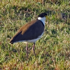 Vanellus miles at Paddys River, ACT - 9 Mar 2018 06:40 PM