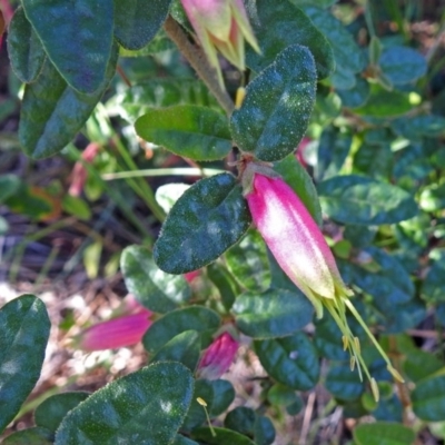 Correa reflexa var. reflexa at Tidbinbilla Nature Reserve - 9 Mar 2018 by RodDeb