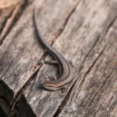 Lampropholis guichenoti (Common Garden Skink) at Cotter River, ACT - 6 Feb 2018 by SWishart