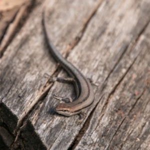 Lampropholis guichenoti at Cotter River, ACT - 7 Feb 2018 09:08 AM