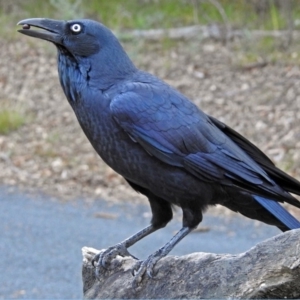 Corvus coronoides at Paddys River, ACT - 9 Mar 2018