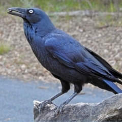 Corvus coronoides (Australian Raven) at Paddys River, ACT - 9 Mar 2018 by RodDeb