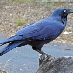 Corvus coronoides at Paddys River, ACT - 9 Mar 2018