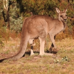 Macropus giganteus (Eastern Grey Kangaroo) at Fadden, ACT - 28 Feb 2018 by YumiCallaway