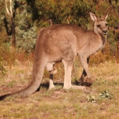 Macropus giganteus (Eastern Grey Kangaroo) at Fadden, ACT - 27 Feb 2018 by YumiCallaway
