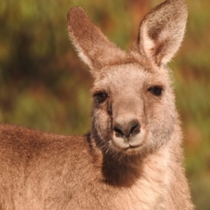 Macropus giganteus at Fadden, ACT - 28 Feb 2018