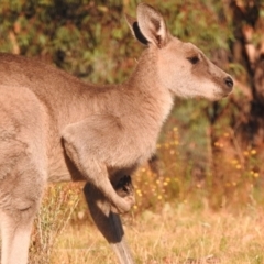 Macropus giganteus at Fadden, ACT - 28 Feb 2018